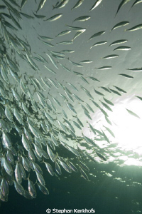 striped mackerel (rastrelliger kanagurta) taken in Na'ama... by Stephan Kerkhofs 